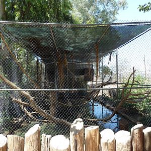 White-Handed Gibbon Exhibit