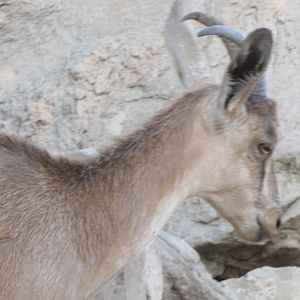 persian bezoar ibex(female)