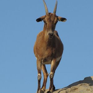 persian bezoar ibex(female)