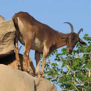 persian bezoar ibex(female)