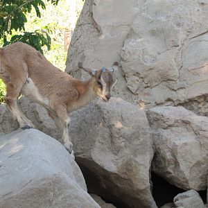 persian bezoar ibex(baby)