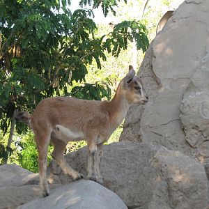 persian bezoar ibex(baby)