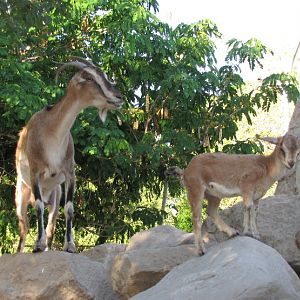 persian bezoar ibex(female)(baby)
