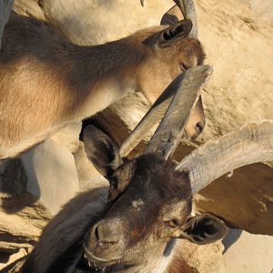 persian bezoar ibex(female)(male)