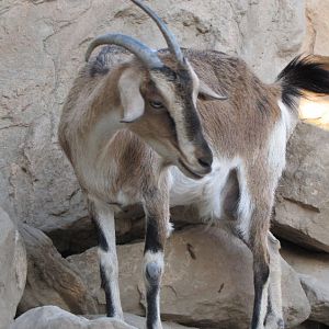 persian bezoar ibex(female)