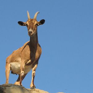 persian bezoar ibex(female)