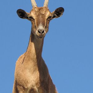 persian bezoar ibex(female)