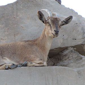persian bezoar ibex(female)