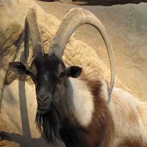 persian bezoar ibex