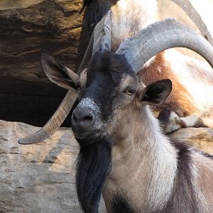 persian bezoar ibex