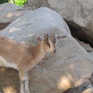 persian bezoar ibex