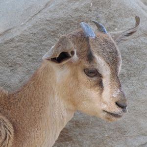 persian bezoar ibex