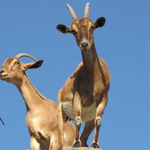 persian bezoar ibex