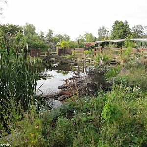 Inside the enclosure - giant otters