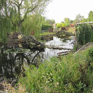 Inside the enclosure - giant otters