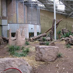 Inside the enclosure - jaguar