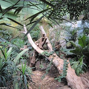 Inside the enclosure - jaguar