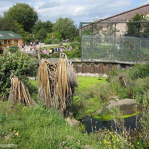 Inside the enclosure - jaguar