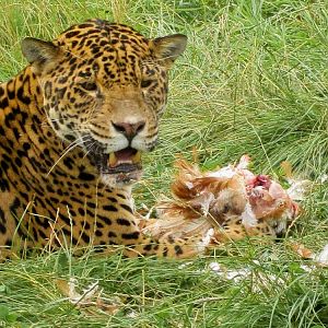 Coro (jaguar) I think