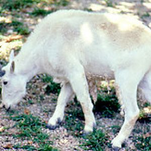 Rocky mountain goat 1980's