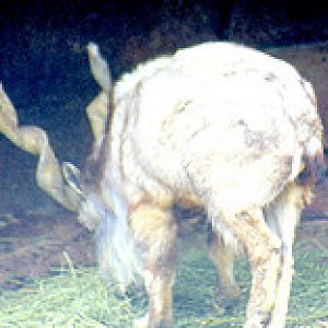 Tadjik markhor 1980's