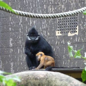 Francois' langurs