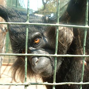 Mystic Monkeys Wildlife Park