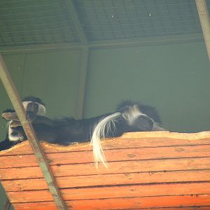 Mystic Monkeys Wildlife Park