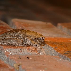 Foam Nest Frog (Chiromantis xerampelina), Kruger National Park - Oct 2011