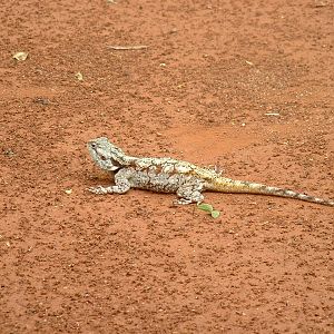Kruger National Park