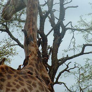 Kruger National Park