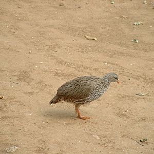 Kruger National Park