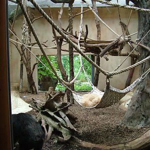Indoor Chimp Exhibit at Halle, 04/09/11