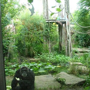 Outdoor Chimp Exhibit at Halle, 04/09/11