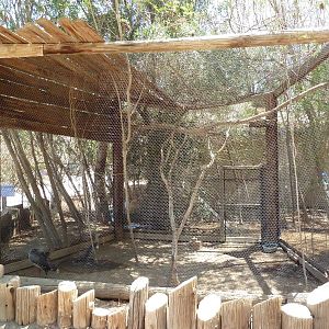 Crested Seriema Exhibit