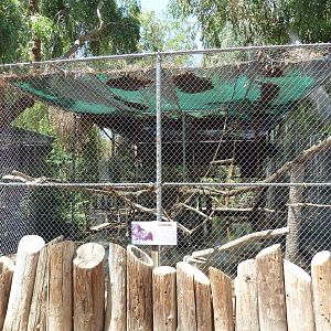 Siamang Exhibit