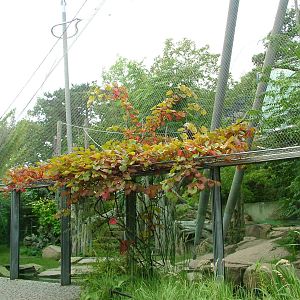Hippo and Saki Exhibit at Halle 04/09/11