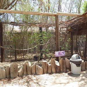 Greater Curassow Exhibit