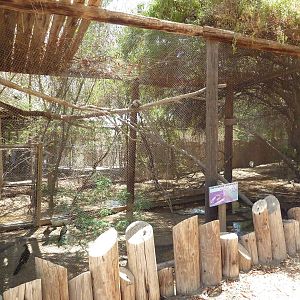 Grey-Headed Chachalaca Exhibit