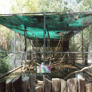 Spider Monkey Exhibit