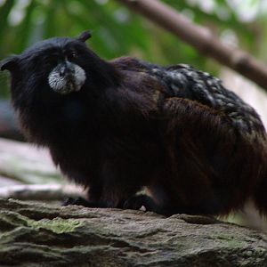 Saddleback Tamarin at Halle, 04/09/11