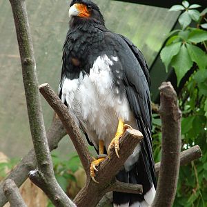 Mountain Caracara at Halle, 04/09/11
