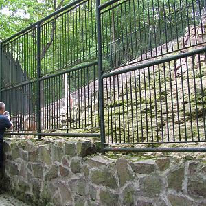Barbary Sheep Exhibit at Halle, 04/09/11