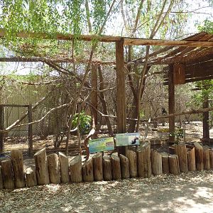 Trumpeter Hornbill/Lady Amherst's Pheasant Exhibit