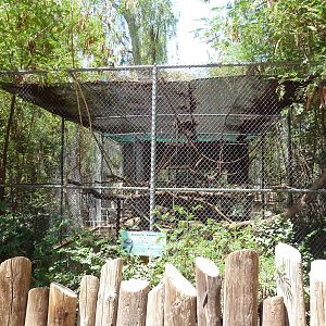 DeBrazza's Monkey Exhibit