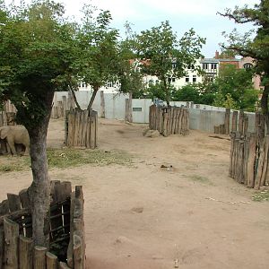 Elephant Paddock at Halle, 04/09/11