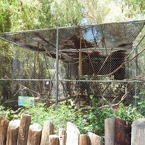 Patas Monkey Exhibit