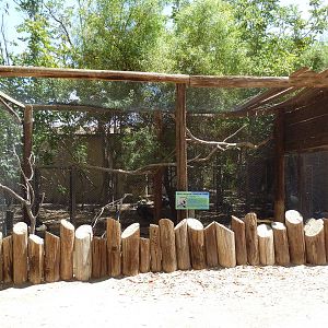 West African Crowned Crane Exhibit