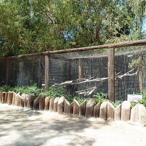 DeBrazza's Monkey Exhibit