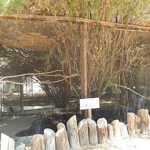 Red-Legged Seriema Exhibit